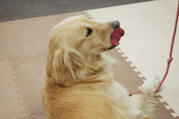 COWCOW善し&愛犬パルのヒールワークの写真