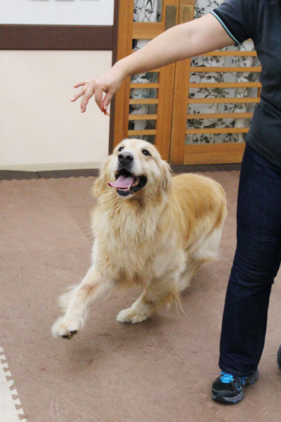 COWCOW善し&愛犬パルの写真